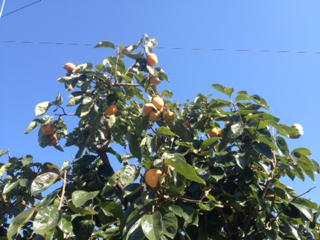 image-20131108112709.png